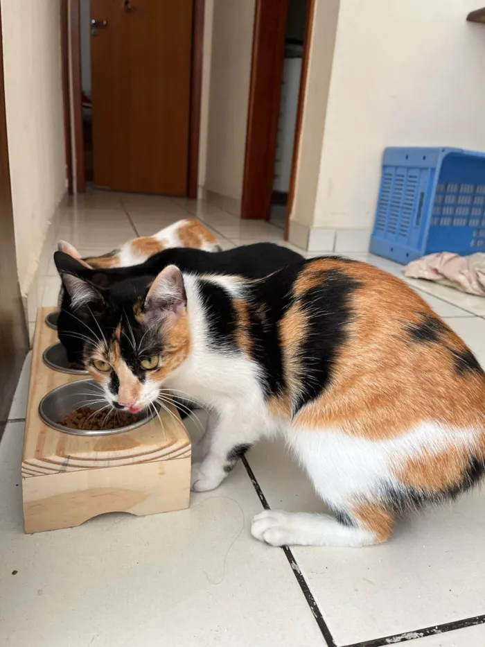 Gato ra a SRD-ViraLata idade 7 a 11 meses nome Mary