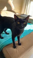 Bellatrix