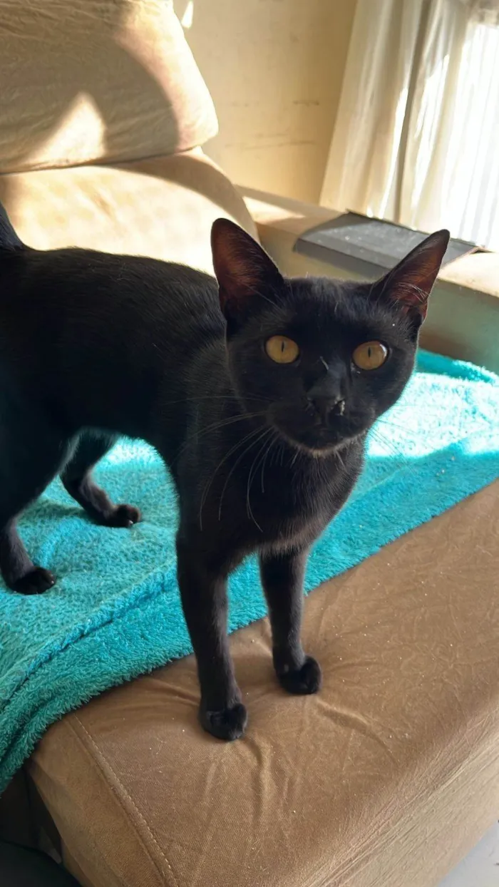 Gato ra a SRD-ViraLata idade 7 a 11 meses nome Bellatrix