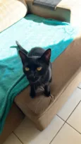 Bellatrix