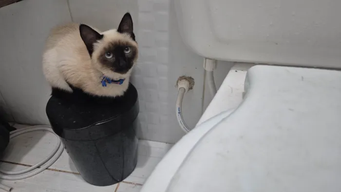 Gato ra a SRD-ViraLata idade 2 a 6 meses nome Tito