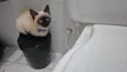 Tito