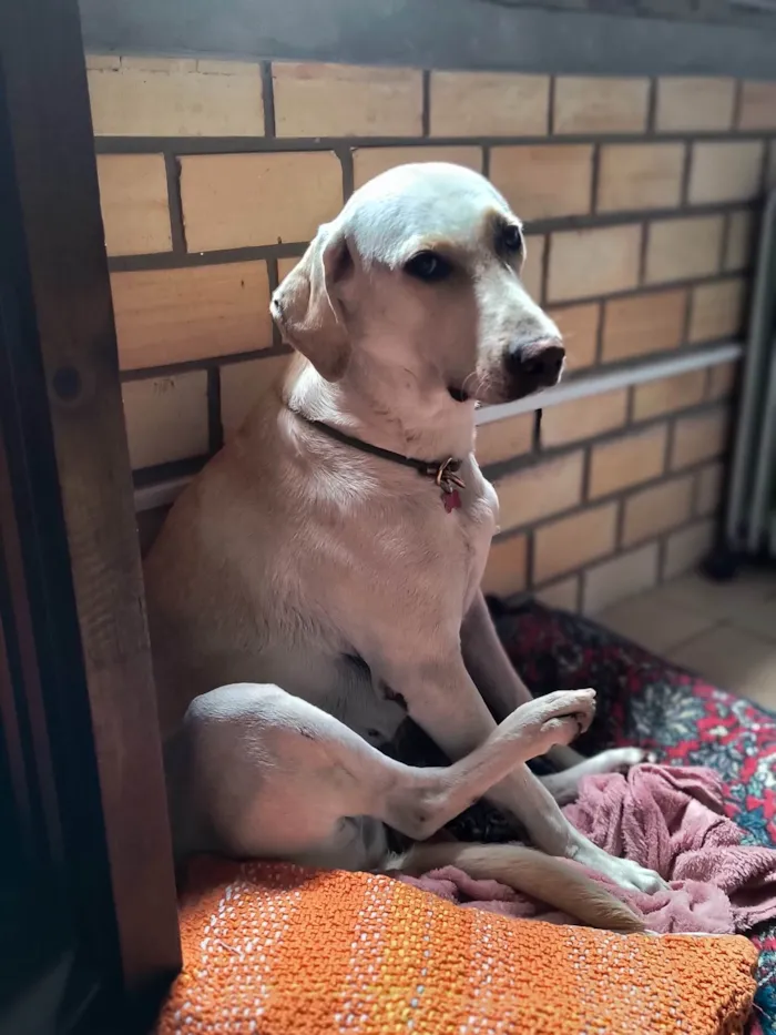 Cachorro ra a SRD-ViraLata idade 2 anos nome Mila