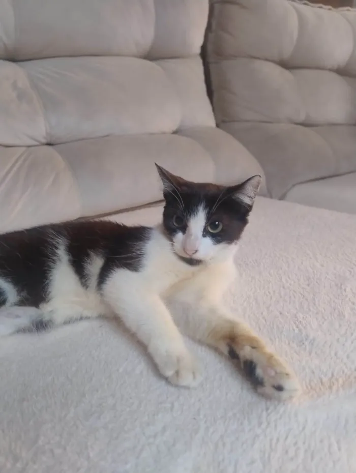 Gato ra a SRD-ViraLata idade 2 a 6 meses nome Rajadinha