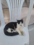 Rajadinha