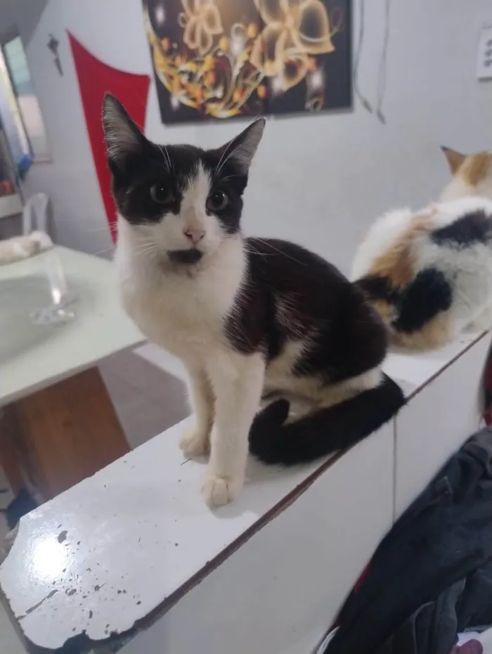 Gato ra a SRD-ViraLata idade 2 a 6 meses nome Rajadinha