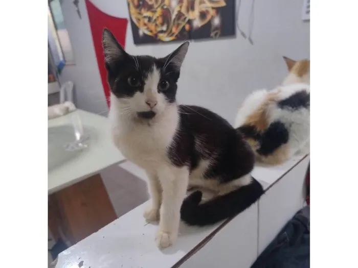Gato ra a SRD-ViraLata idade 2 a 6 meses nome Rajadinha