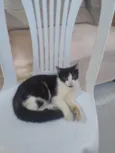 frajolinha
