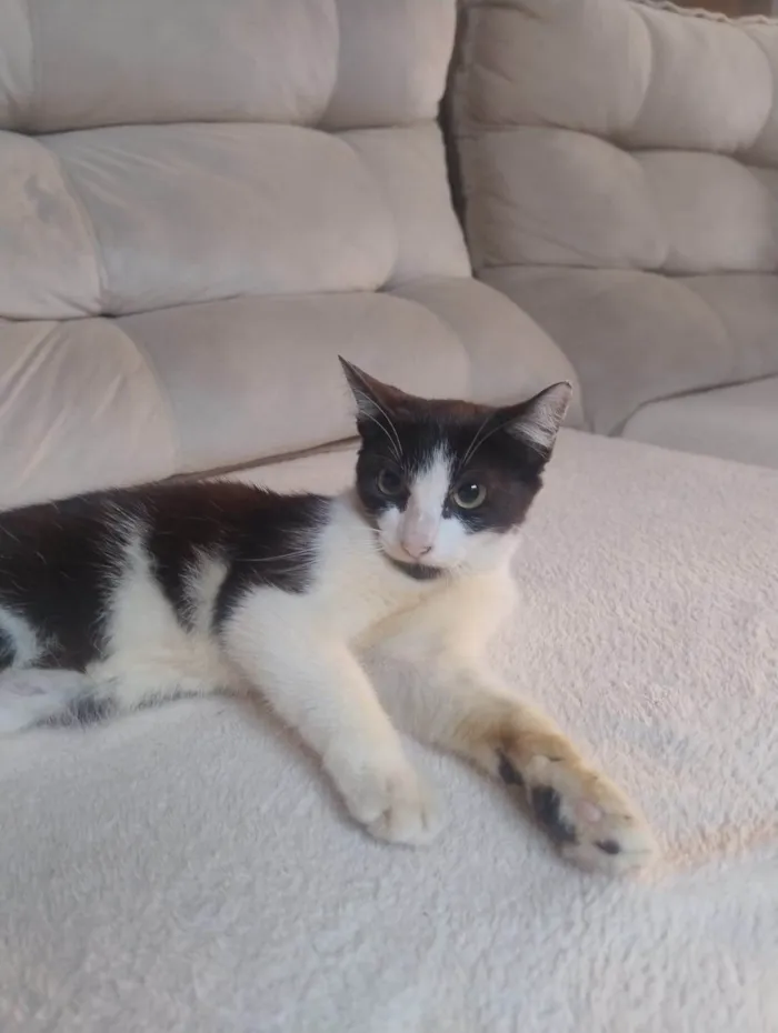 Gato ra a SRD-ViraLata idade 2 a 6 meses nome frajolinha