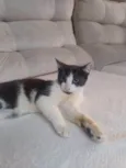 frajolinha