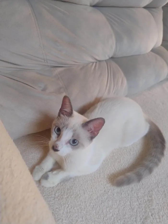 Gato ra a SRD-ViraLata idade 2 a 6 meses nome Coalinha