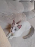 Coalinha
