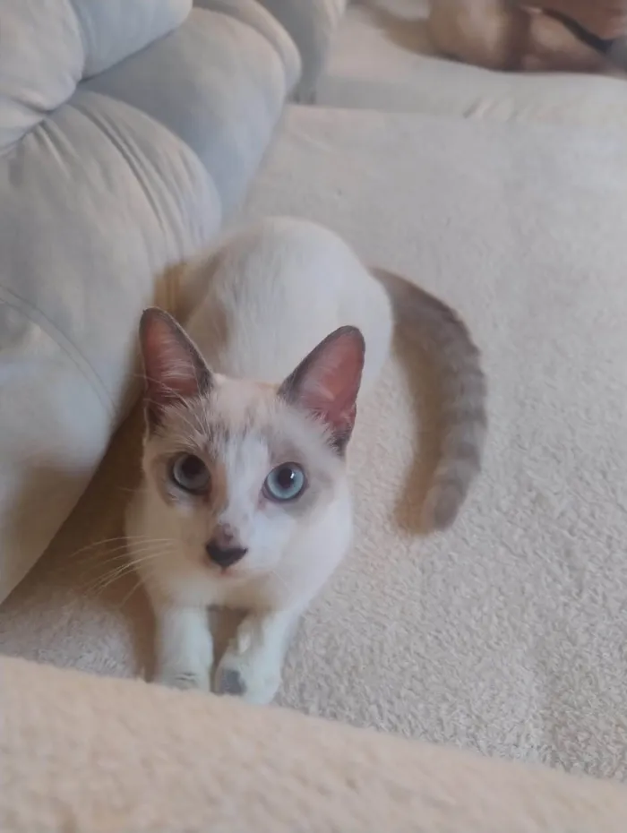Gato ra a SRD-ViraLata idade 2 a 6 meses nome Coalinha