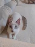 Coalinha
