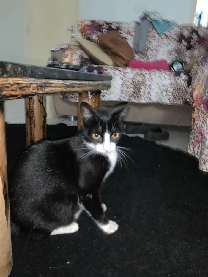 Gato ra a SRD-ViraLata idade 2 a 6 meses nome Cruela 