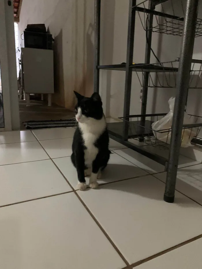 Gato ra a SRD-ViraLata idade 2 a 6 meses nome Cruela 