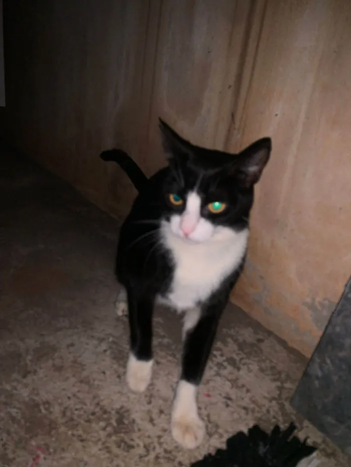 Gato ra a SRD-ViraLata idade 2 a 6 meses nome Cruela 