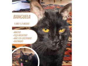 Gato raça SRD-ViraLata idade 1 ano nome Banguela