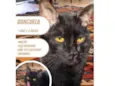 Banguela