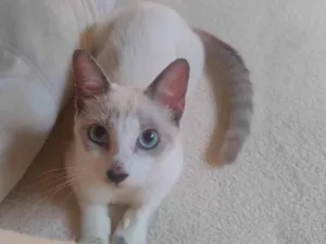 Gato raça SRD-ViraLata idade 2 a 6 meses nome filó 
