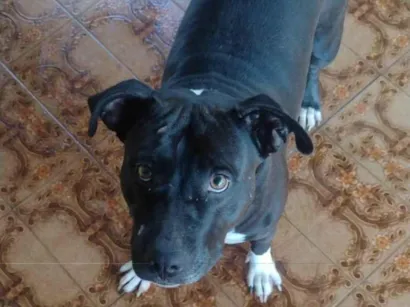 Cachorro raça Pit-Bull idade 2 anos nome Pity