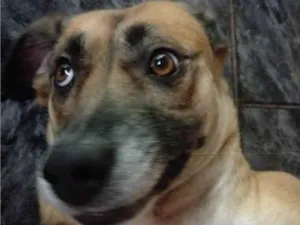 Cachorro raça SRD-ViraLata idade 3 anos nome Ravena 