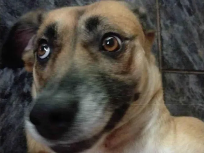 Cachorro ra a SRD-ViraLata idade 3 anos nome Ravena 