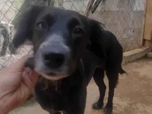 Cachorro raça SRD-ViraLata idade 3 anos nome Jade