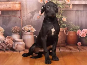 Cachorro raça SRD-ViraLata idade 2 a 6 meses nome Bento 
