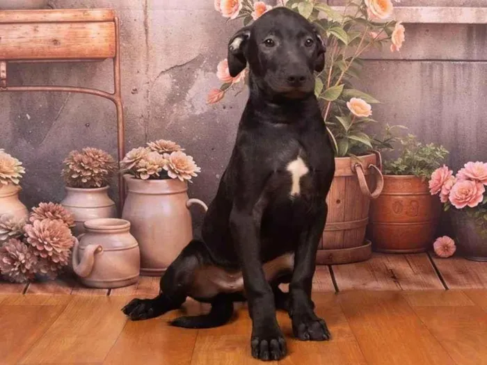 Cachorro ra a SRD-ViraLata idade 2 a 6 meses nome Bento 