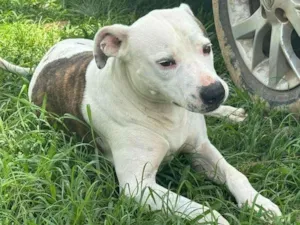 Cachorro raça Pit-Bull idade 3 anos nome Theo 