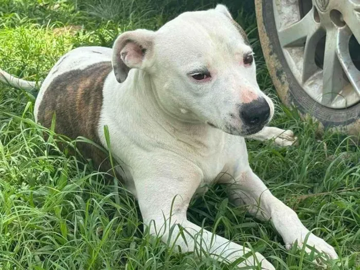 Cachorro ra a Pit-Bull idade 3 anos nome Theo 