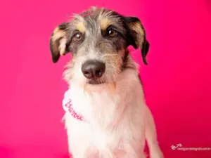 Cachorro raça SRD-ViraLata idade 1 ano nome Nina 