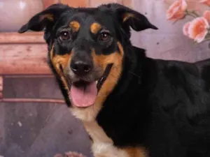 Cachorro raça SRD-ViraLata idade 2 anos nome Kyara 