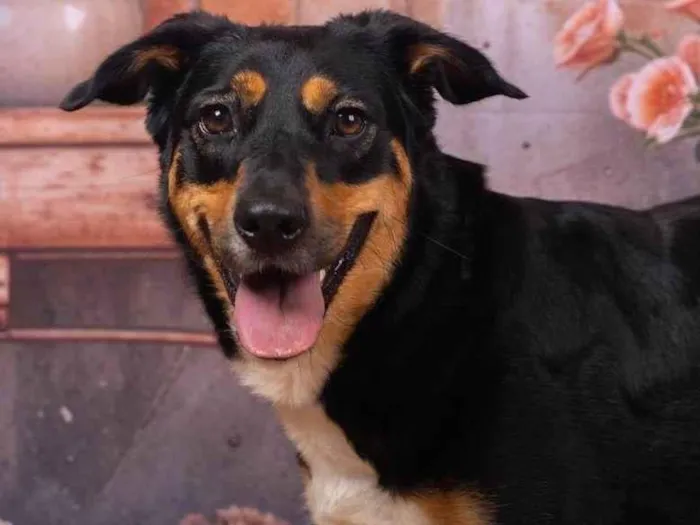 Cachorro ra a SRD-ViraLata idade 2 anos nome Kyara 