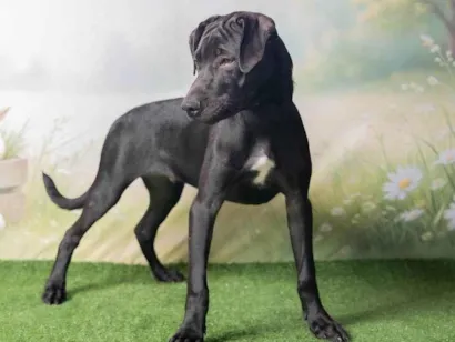 Cachorro raça SRD-ViraLata idade 2 a 6 meses nome Bento 