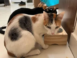 Gato raça SRD-ViraLata idade 7 a 11 meses nome Bally