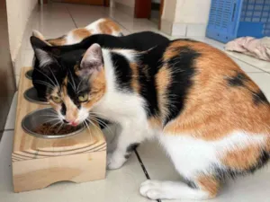 Gato raça SRD-ViraLata idade 7 a 11 meses nome Mary