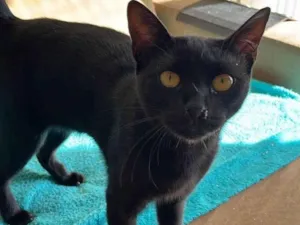 Gato raça SRD-ViraLata idade 7 a 11 meses nome Bellatrix