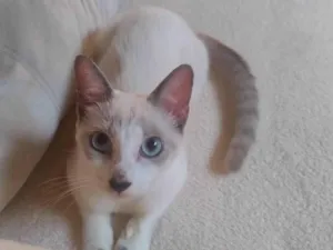 Gato raça SRD-ViraLata idade 2 a 6 meses nome Coalinha