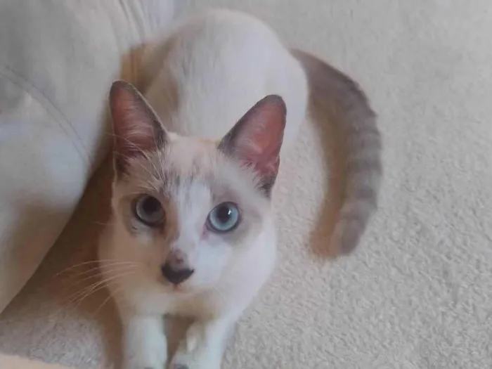 Gato ra a SRD-ViraLata idade 2 a 6 meses nome Coalinha