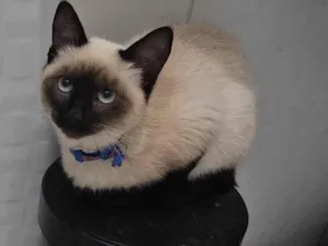 Gato raça SRD-ViraLata idade 2 a 6 meses nome Tito