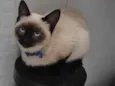 Tito