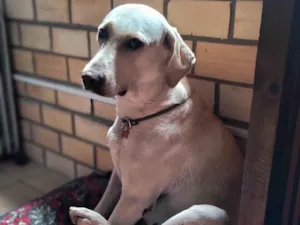 Cachorro raça SRD-ViraLata idade 2 anos nome Mila
