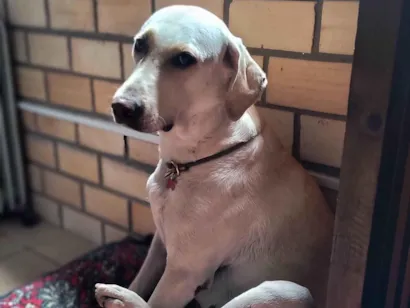 Cachorro raça SRD-ViraLata idade 2 anos nome Mila