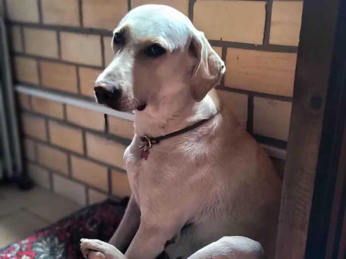 Cachorro ra a SRD-ViraLata idade 2 anos nome Mila