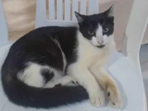 Gato raça SRD-ViraLata idade 2 a 6 meses nome Rajadinha