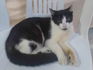 Gato raça SRD-ViraLata idade 2 a 6 meses nome frajolinha
