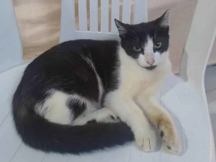 Gato ra a SRD-ViraLata idade 2 a 6 meses nome frajolinha