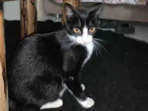 Gato raça SRD-ViraLata idade 2 a 6 meses nome Cruela 